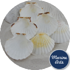Atlantic Scallop Shells - Medium - 100 Shell Catering Pack